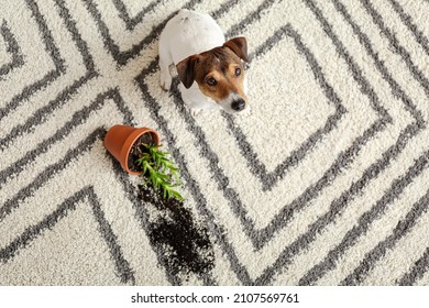 Naughty Dog Near Overturned Houseplant On Carpet