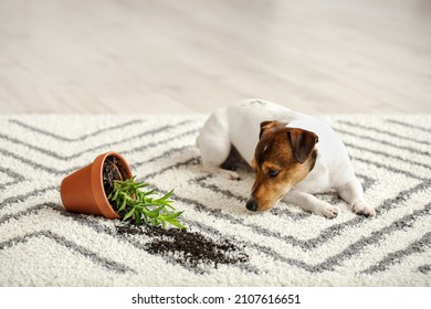 Naughty Dog Near Overturned Houseplant On Carpet