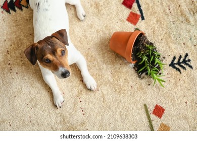 Naughty Dog Near Overturned Houseplant On Carpet