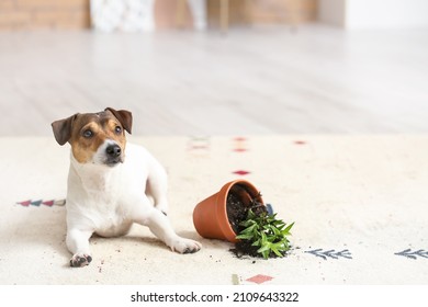 Naughty Dog Near Overturned Houseplant On Carpet