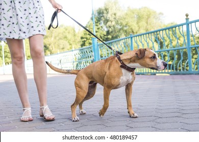 Naughty dog pulling on a leash, person not controlling the dog