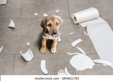 Naughty Dog And Sitting In The Middle Of Mess In The Kitchen. 