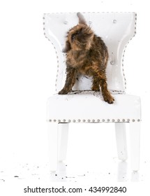 Naughty Dog Skaking Mud On White Leather Chair Isolated On White Background