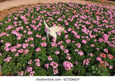 A Naughty Dog Trying To Sniff And Dig In The Beautiful Garden Of Pink Flowers