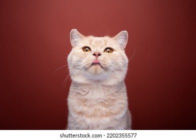 Naughty Ginger British Shorthair Cat Portrait On Red Background Sticking Out Tongue Making Funny Face