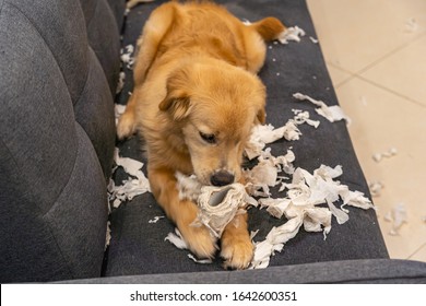 Naughty Golden Retriever Puppy Dog Bite Tissue Paper On Sofa