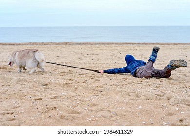 The Naughty Husky Dog Runs Away From The Boy And Pulls The Child Along The Sand On The Seashore. The Boy Tries To Keep The Naughty Dog On A Leash.