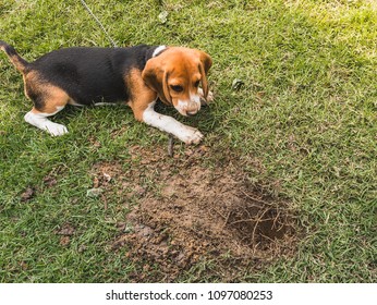 Naughty Lovely Cute Beagle Puppy Dog Enjoy Playing And Digging A Hole In The Yard For Fun And Learning Scenting Abilities