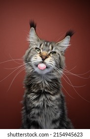 naughty maine coon cat sticking out tongue portrait with long ear tufts and whiskers