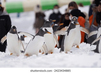 Naughty Penguins family parade ,the children play together on snow playground hokkaido ,Otaru Aquarium winter season hokkaido japan