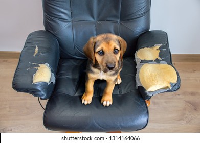 Naughty Playful Puppy Dog After Biting A Couch Tired Of Hard Work