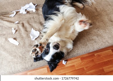 Naughty Playful Puppy Dog Border Collie After Mischief Biting Toilet Paper Lying On Couch At Home. Guilty Dog And Destroyed Living Room. Damage Messy Home And Puppy With Funny Guilty Look