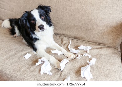 Naughty Playful Puppy Dog Border Collie After Mischief Biting Toilet Paper Lying On Couch At Home. Guilty Dog And Destroyed Living Room. Damage Messy Home And Puppy With Funny Guilty Look