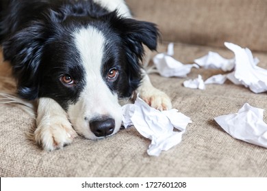 Naughty Playful Puppy Dog Border Collie After Mischief Biting Toilet Paper Lying On Couch At Home. Guilty Dog And Destroyed Living Room. Damage Messy Home And Puppy With Funny Guilty Look