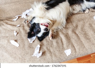 Naughty Playful Puppy Dog Border Collie After Mischief Biting Toilet Paper Lying On Couch At Home. Guilty Dog And Destroyed Living Room. Damage Messy Home And Puppy With Funny Guilty Look