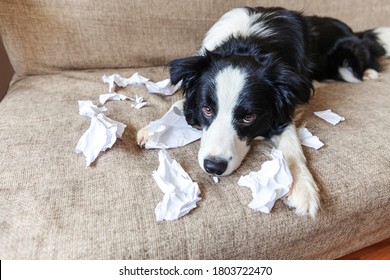 Naughty Playful Puppy Dog Border Collie After Mischief Biting Toilet Paper Lying On Couch At Home. Guilty Dog And Destroyed Living Room. Damage Messy Home And Puppy With Funny Guilty Look