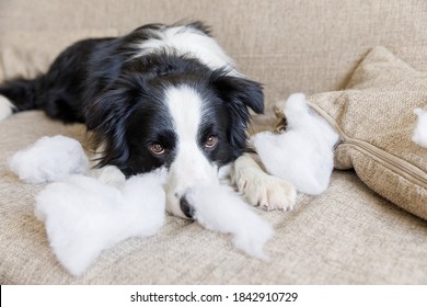 Naughty Playful Puppy Dog Border Collie After Mischief Biting Pillow Lying On Couch At Home. Guilty Dog And Destroyed Living Room. Damage Messy Home And Puppy With Funny Guilty Look