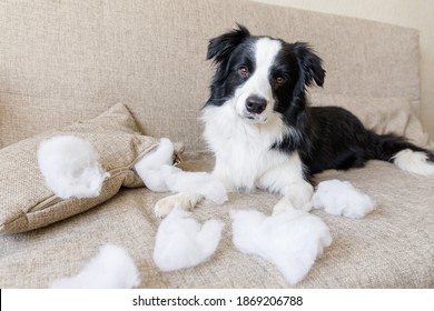 Naughty Playful Puppy Dog Border Collie After Mischief Biting Pillow Lying On Couch At Home. Guilty Dog And Destroyed Living Room. Damage Messy Home And Puppy With Funny Guilty Look