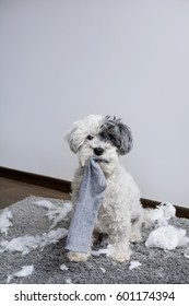 Naughty Poodle Dog With Sock In The Mouth  Made A Mess At Home