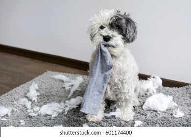 Naughty poodle dog with sock in the mouth  made a mess at home