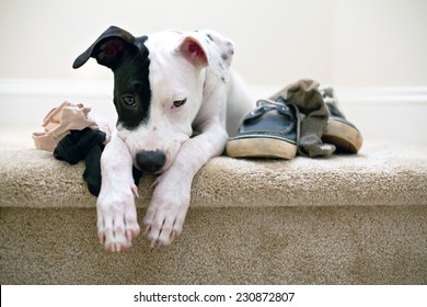Naughty puppy caught chewing, now in trouble - Shutterstock ID 230872807