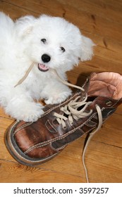 Naughty Puppy Eating Shoelaces (bichon Frise)