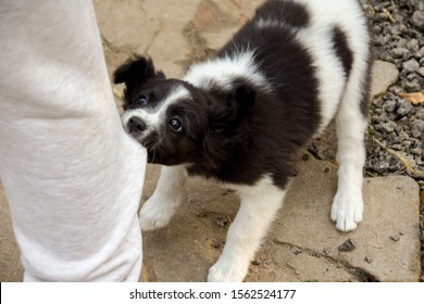 naughty puppy pulls on trouser leg - Powered by Shutterstock