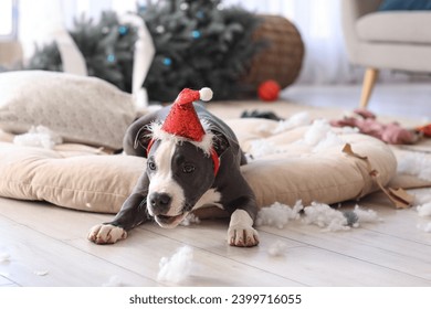 Naughty Staffordshire Terrier with Santa hat in messy living room on Christmas eve - Powered by Shutterstock