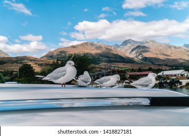 Naughty White Birds Sitting On Car Rooftop. Scenic Landscape Background, With Blue Sky And Clouds. Funny, Bird, Bird Poo, Travel, Holiday Concepts. Shot In New Zealand, NZ.