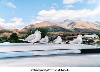 Naughty White Birds Sitting On Car Rooftop. Scenic Landscape Background, With Blue Sky And Clouds. Funny, Bird, Bird Poo, Travel, Holiday Concepts. Shot In New Zealand, NZ
