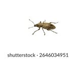 Naupactus is a genus of beetles in the weevil family Curculionidae, the true weevils on a white background.