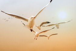 Naural Wild Bird Background Of Flock Of Seagull Seabird Flying Together In Golden Sky Of Sunset Or Sunrise Selective Focused