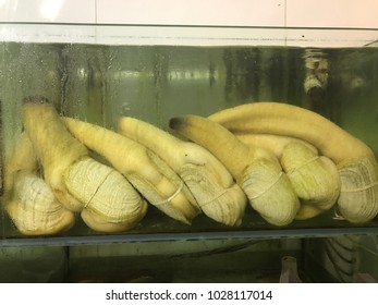 Nautilidae In Hong Kong Seafood Market