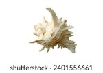 Nautilidae shell isolated on white background. sea shell close-up. This has clipping path. close-up At Holly Beach in southwest Louisiana