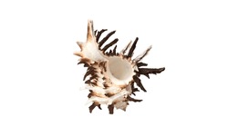 Nautilidae Shell Isolated On White Background. Sea Shell Close-up. This Has Clipping Path. Close-up At Holly Beach In Southwest Louisiana's Gulf Coast, A Murex Shell Was Discovered.