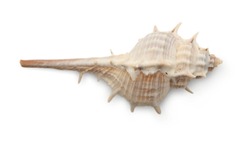 Nautilidae Shell Isolated On White Background. Sea Shell Close-up. This Has Clipping Path. Close-up At Holly Beach In Southwest Louisiana's Gulf Coast, A Murex Shell Was Discovered.