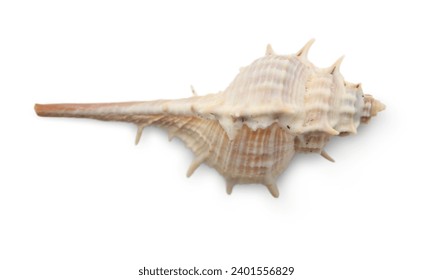 Nautilidae shell isolated on white background. sea shell close-up. This has clipping path. close-up At Holly Beach in southwest Louisiana's Gulf Coast, a Murex shell was discovered.