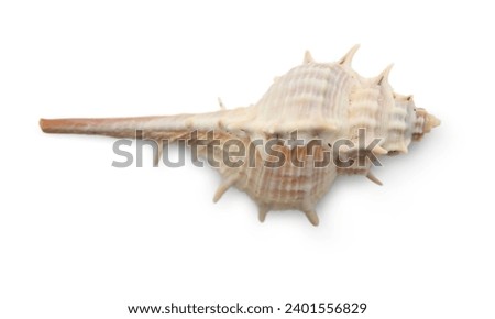 Nautilidae shell isolated on white background. sea shell close-up. This has clipping path. close-up At Holly Beach in southwest Louisiana's Gulf Coast, a Murex shell was discovered.