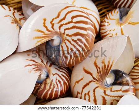 Nautilius shells in basket background