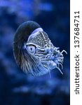 Nautilus