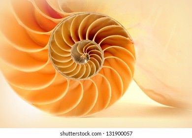 Nautilus