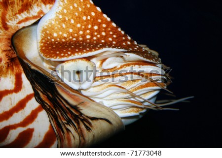 nautilus.