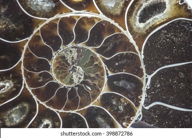 Nautilus Ammonite Fossil Shell Macro Texture