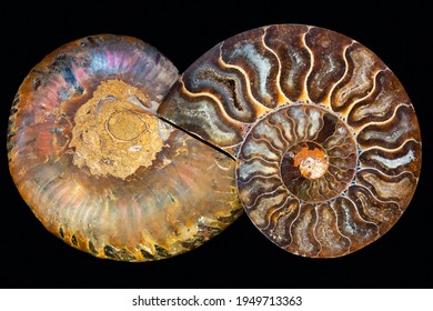 Nautilus Fossil High Res Stock Images Shutterstock