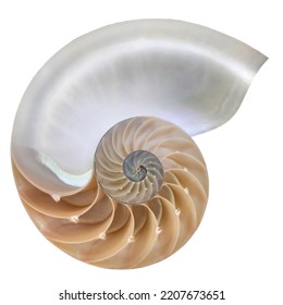 Nautilus Pompilius, Living Fossil Mollusca. Chambered Nautilus Shell Cutaway Isolated On White