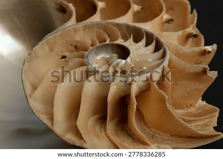 Nautilus Pompilius Shell Cross Section Chambers Septa Macro Dark Background