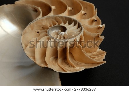 Nautilus Pompilius Shell Cross Section Chambers Septa Macro Dark Background