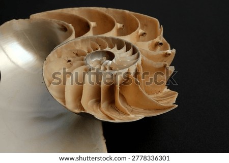 Nautilus Pompilius Shell Cross Section Chambers Septa Macro Dark Background