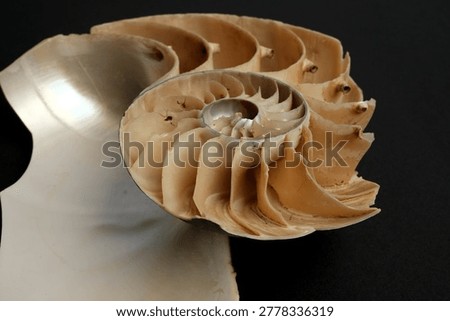 Nautilus Pompilius Shell Cross Section Chambers Septa Macro Dark Background