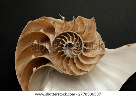 Nautilus Pompilius Shell Cross Section Chambers Septa Macro Dark Background